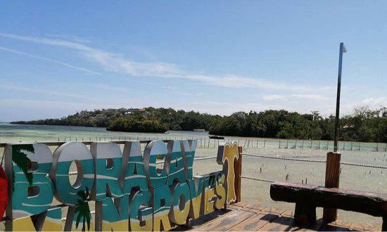 Mangrove Nursery