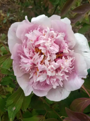 Funong Peony Garden, Hezheng County