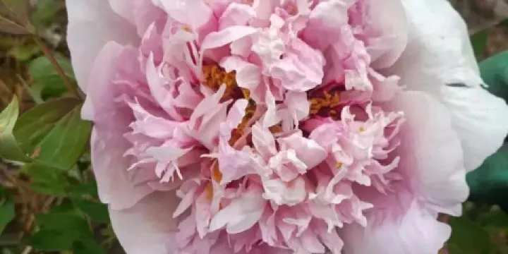 和政富農牡丹園