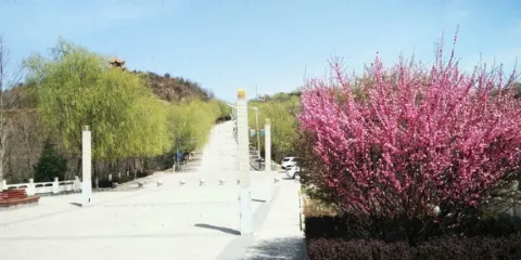 黃河古象森林公園