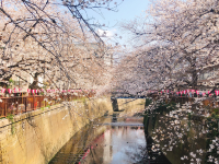 東京目黑川櫻花季 | 東京前五名人氣賞櫻景點！時尚購物區必去！