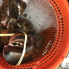 Alive & Kicking Lobsters User Photo