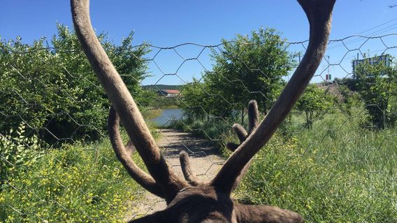 Budongxia Tribe Hunters Point