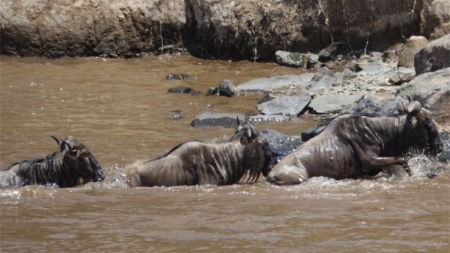Mara River