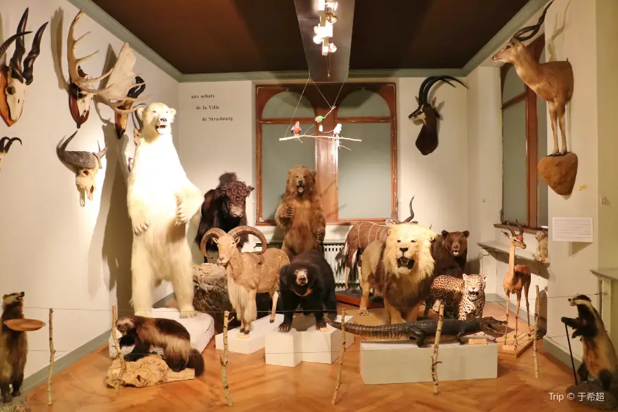 Strasbourg Zoological Museum