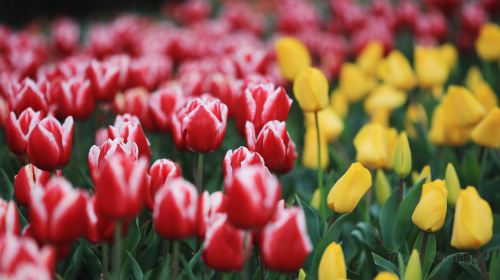 Amsterdam Tulip Museum