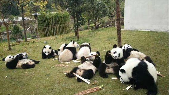 WenchuanTours