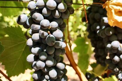 Babel at Babylonstoren