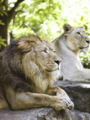 恩賜上野動物園