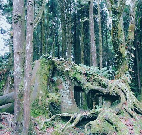 Shouzhengong Attractions Chiayi County Travel Review Travel Guide Trip Com