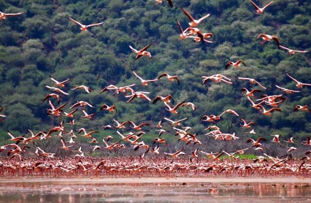Lake Bogoria