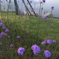 菌齐彩菇 User Photo