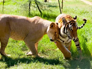 Zhengzhou Zoological Garden
