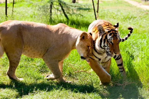 Zhengzhou Zoological Garden