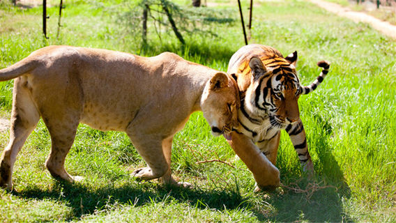 Zhengzhou Zoological Garden