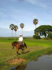 The Happy Ranch Horse Farm