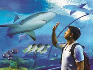 Cairns Aquarium