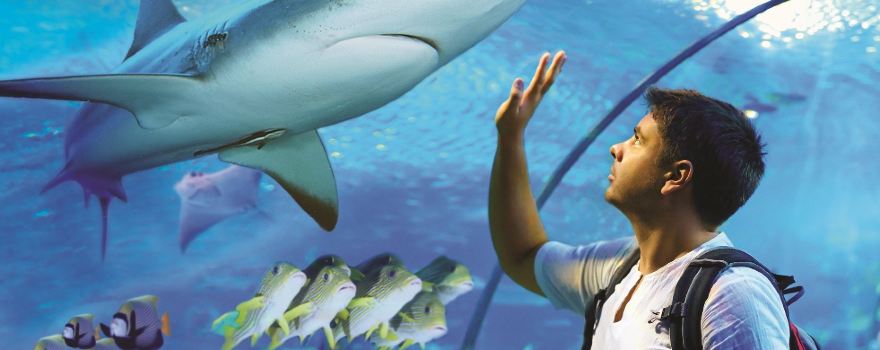 Cairns Aquarium