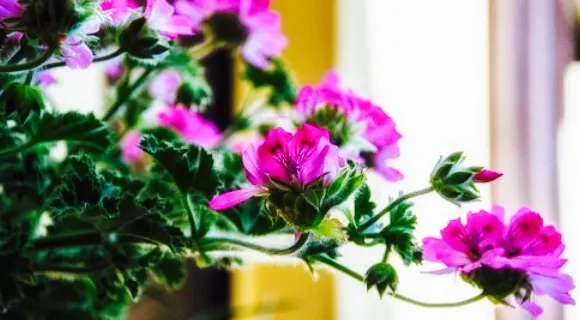 Hello Café Corbetta