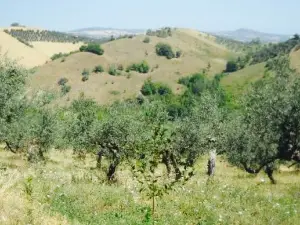 Agriturismo Il Portico
