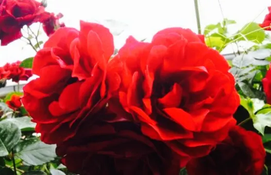 Robin Hood Cafe & Bar