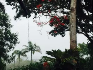 Kuranda Rainforest View Restaurant
