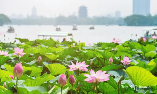 Lotus Viewing in Hangzhou