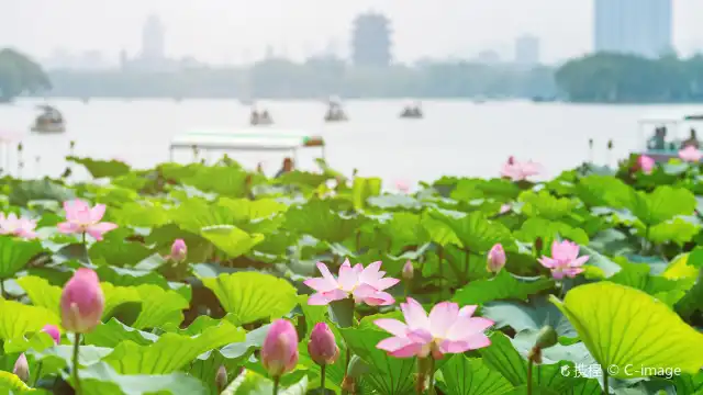杭州賞蓮