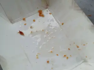 Bubba Burgers