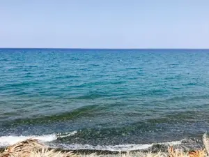 Grape By The Sea