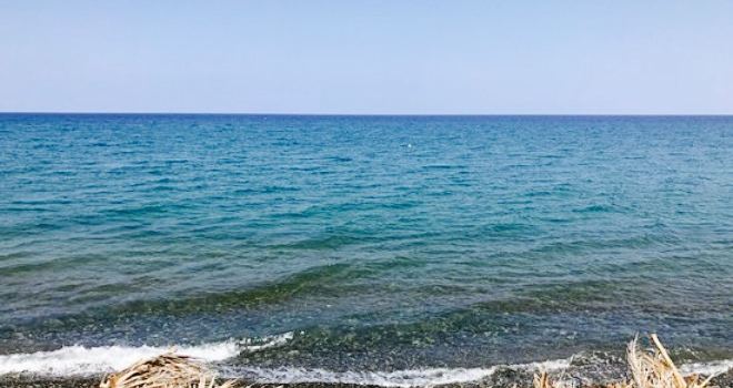 Grape By The Sea