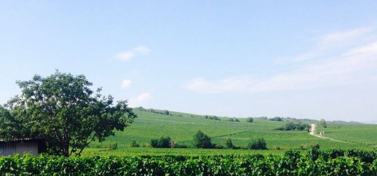 Weinstube Potsdamer Hof