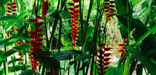 El Meson Tikal
