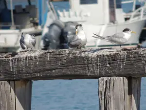 Seabird Tavern