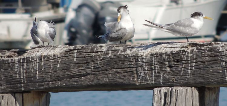 Seabird Tavern