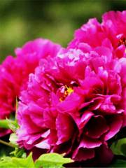 Alpine Peony Garden, Luoyang