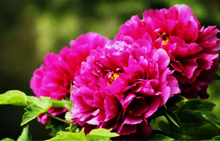 Alpine Peony Garden, Luoyang