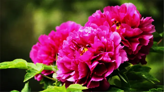 Peony Viewing in Luoyang