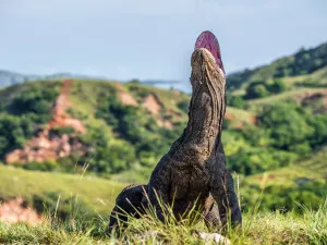Komodo Island