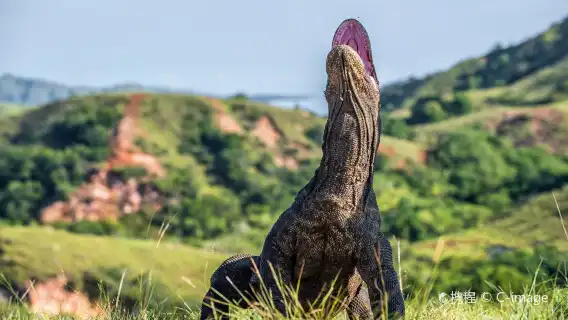 科莫多島一日遊【科莫多龍島6景點經典一日遊】
