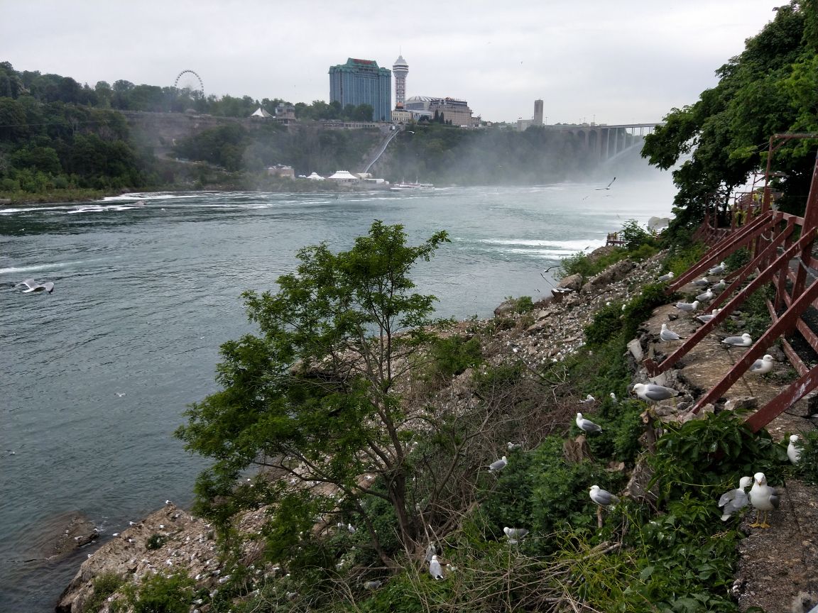 Crows Nest周辺の観光スポット ホテル グルメ Trip Com