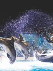 Dubai Dolphinarium