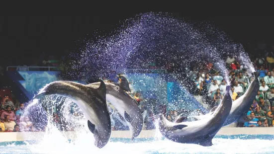 Dubai Dolphinarium