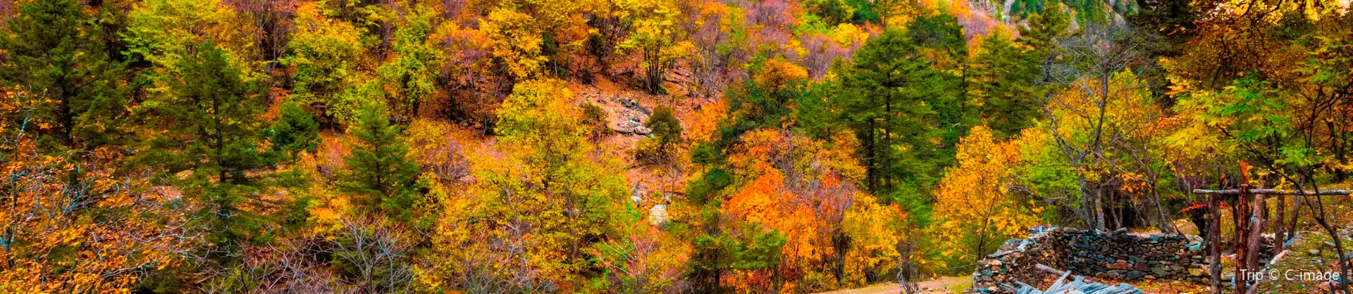 Fall Viewing Attractions