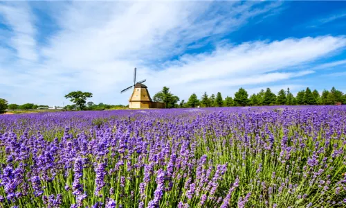 東海森林溫泉度假區