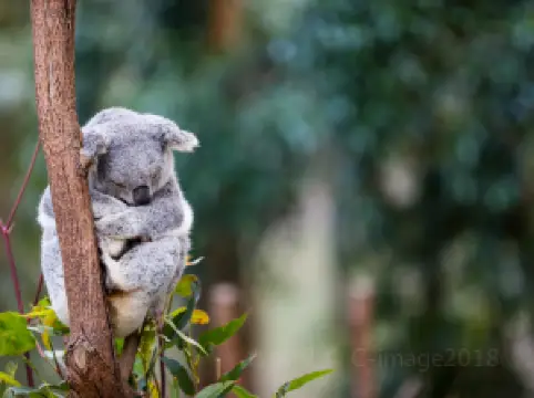 สวนสัตว์พื้นเมือง