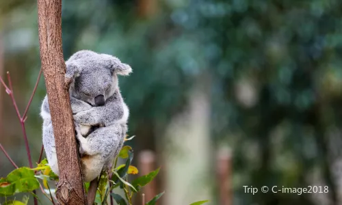 Koala Park Sanctuary Sydney