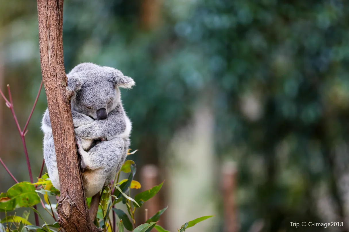 1_Koala Park Sanctuary Sydney
