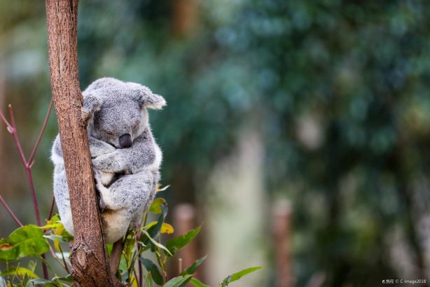 Koala Park Sanctuary Sydney