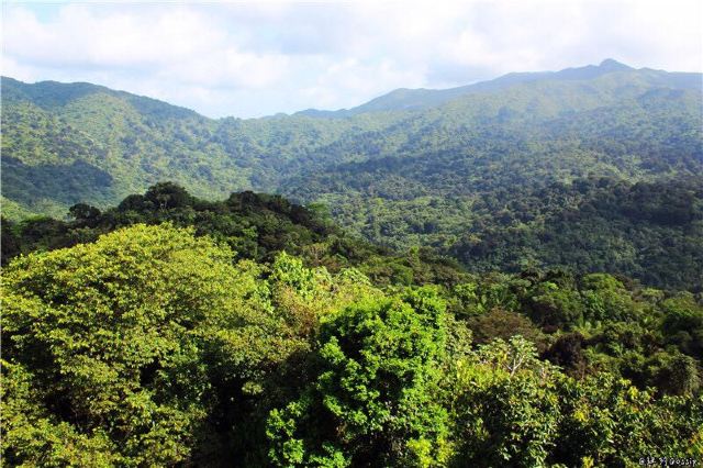 The El Yunque National Forest